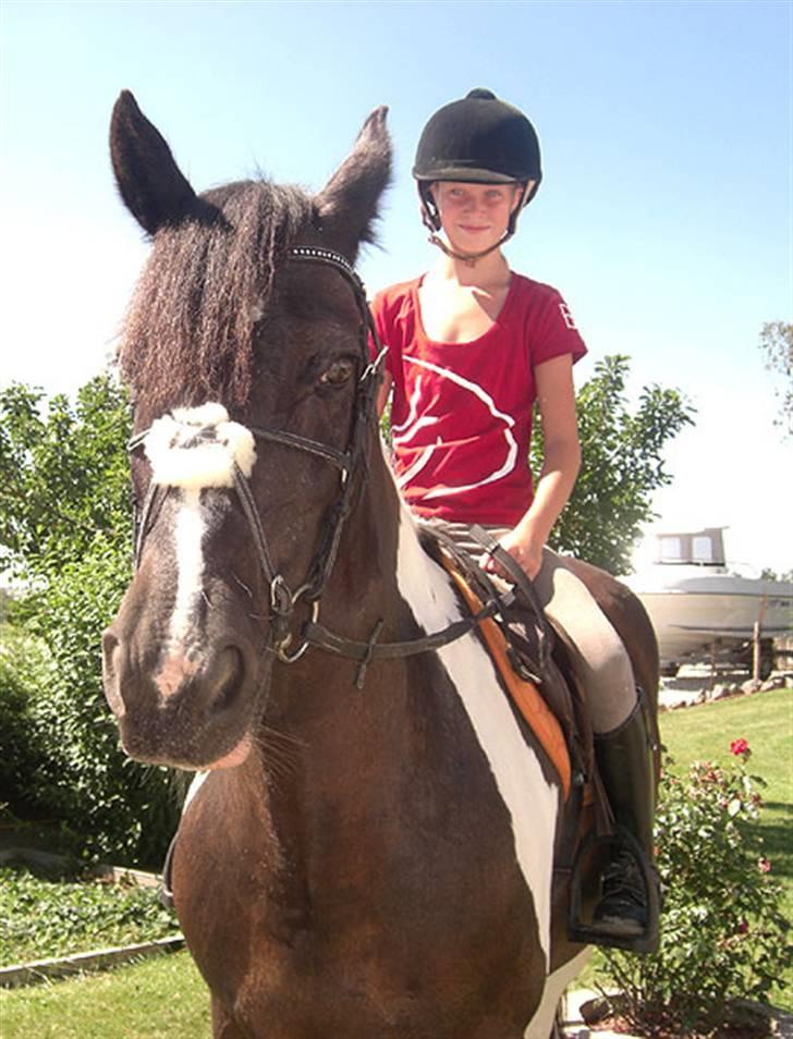 Anden særlig race Magpie solgt billede 3