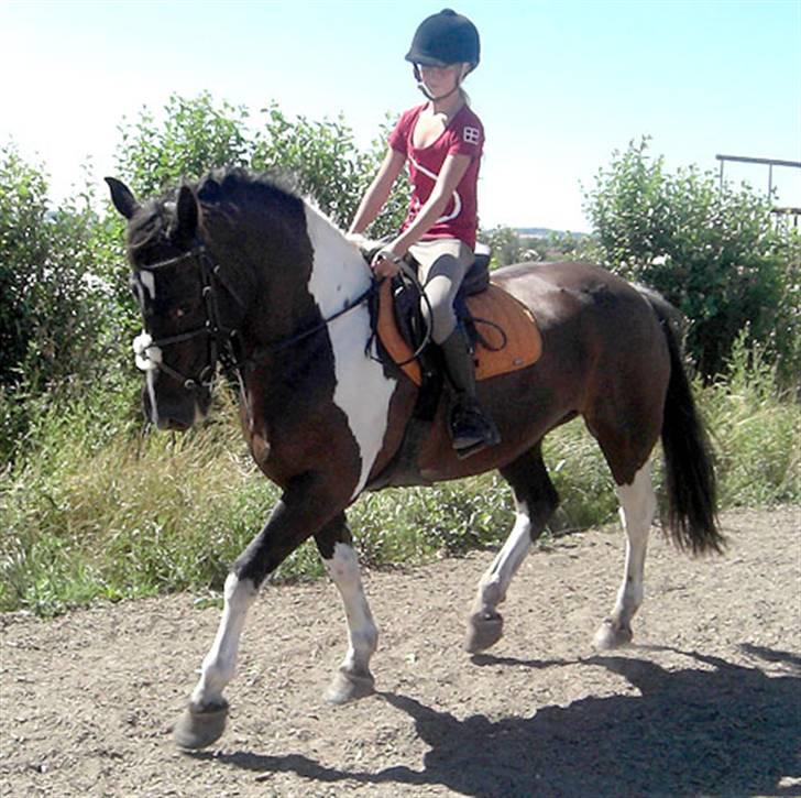 Anden særlig race Magpie solgt billede 4