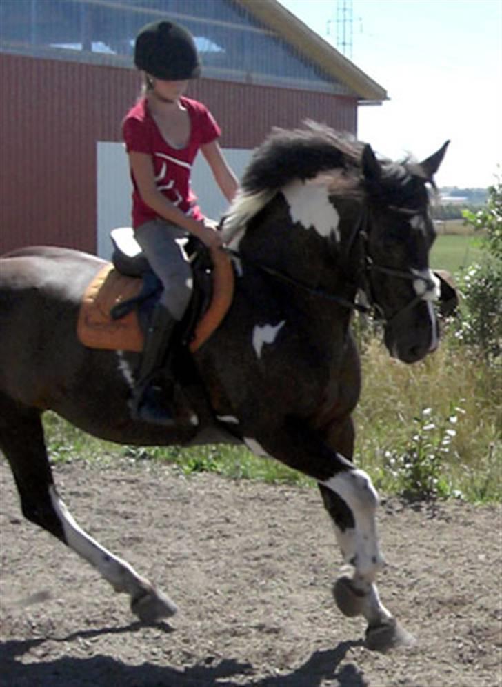 Anden særlig race Magpie solgt billede 5