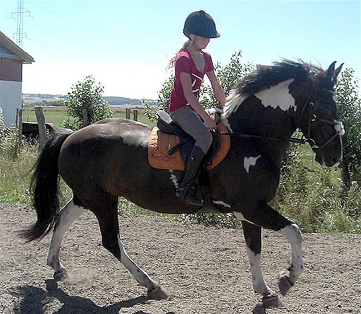 Anden særlig race Magpie solgt billede 6