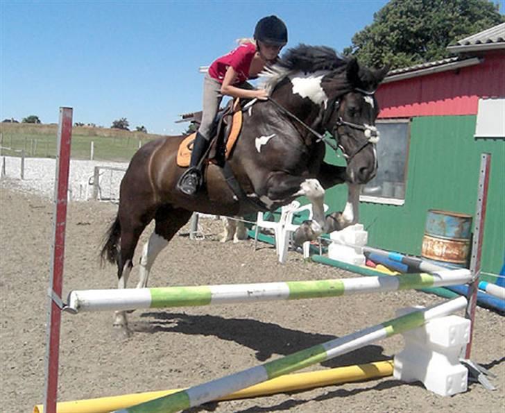 Anden særlig race Magpie solgt - Her springer vi igen billede 7