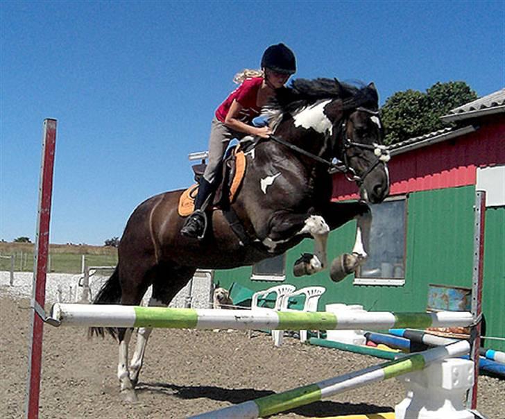 Anden særlig race Magpie solgt - Vi springer lidt højere billede 8