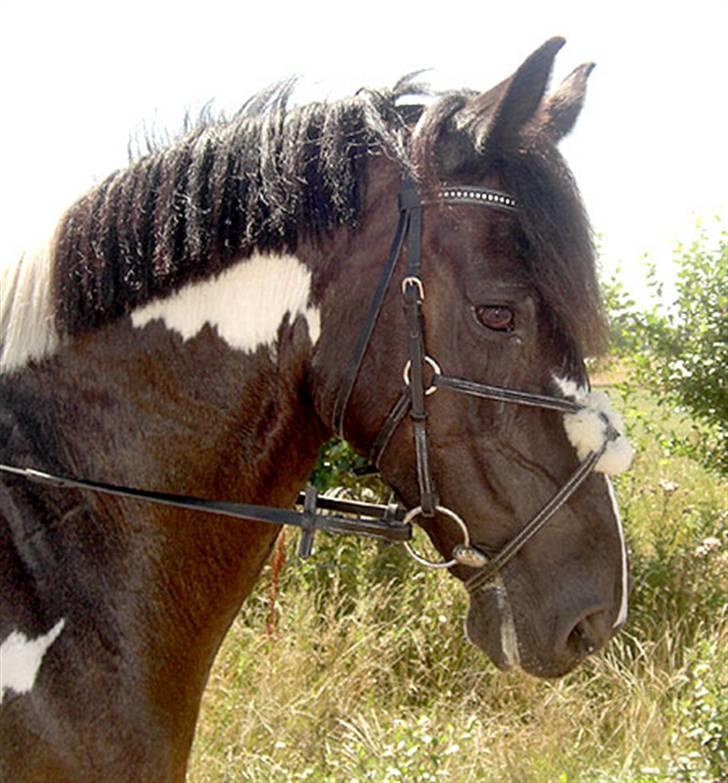 Anden særlig race Magpie solgt billede 9