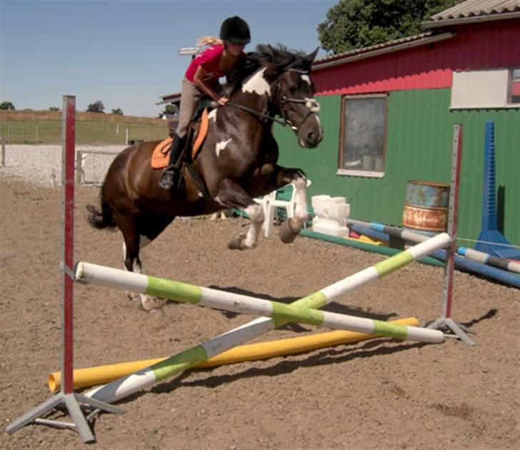 Anden særlig race Magpie solgt - Mig og Magpie opvarmer lige på et kryds. Der er første gang jeg springer på hende. billede 10