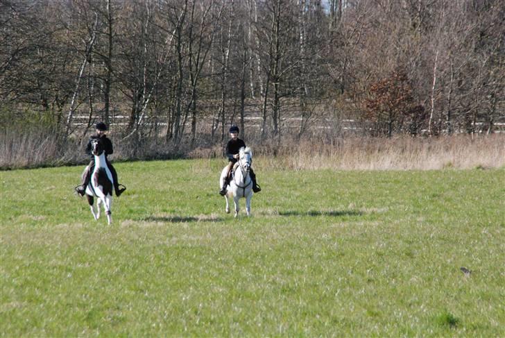 Welsh Partbred (Sec F) Emdegårdens Herculessolgt - mig og min søster vild galop på marken <3 billede 6