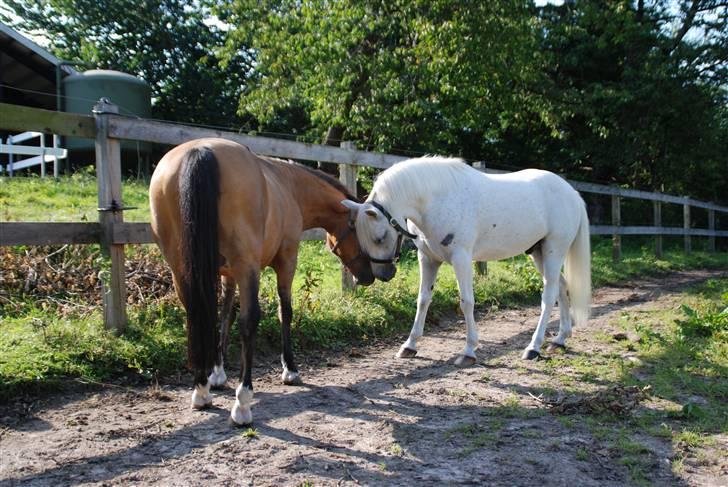 Welsh Partbred (Sec F) Emdegårdens Herculessolgt - yellow og herci på fold sammen <´3  billede 7