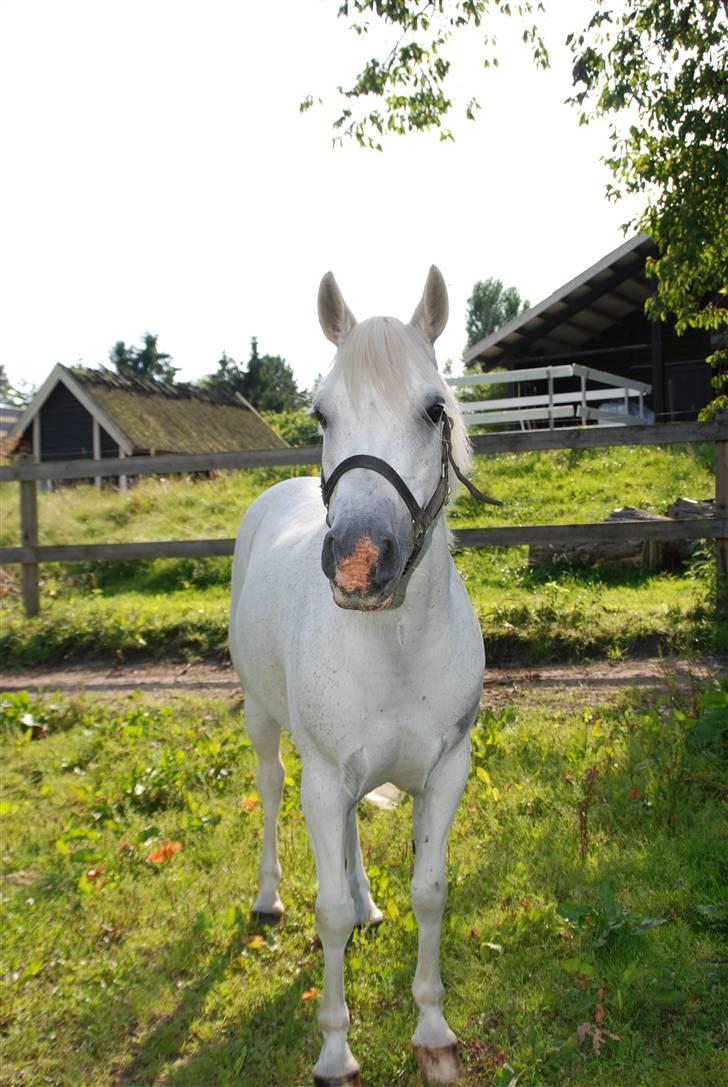 Welsh Partbred (Sec F) Emdegårdens Herculessolgt - herci på fold havde lige fået ham han var blevet solbrandt  billede 8