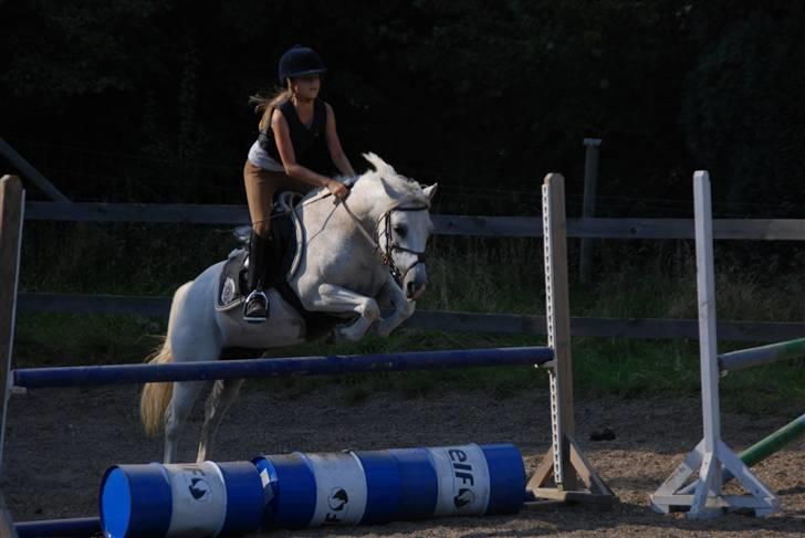 Welsh Partbred (Sec F) Emdegårdens Herculessolgt - lidt efter jeg havde fået ham til springtræning <3 billede 9