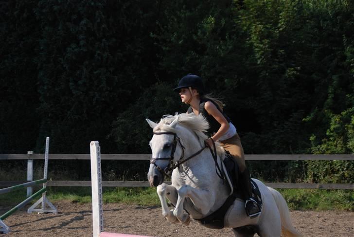 Welsh Partbred (Sec F) Emdegårdens Herculessolgt - springtræning lidt efter jeg fik ham <3 billede 10
