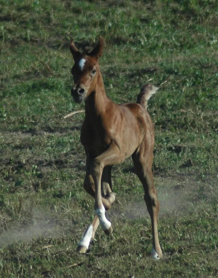 Arabisk fuldblod (OX) JB Viva Fiorella billede 2