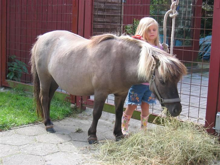 Shetlænder Kaipa billede 17