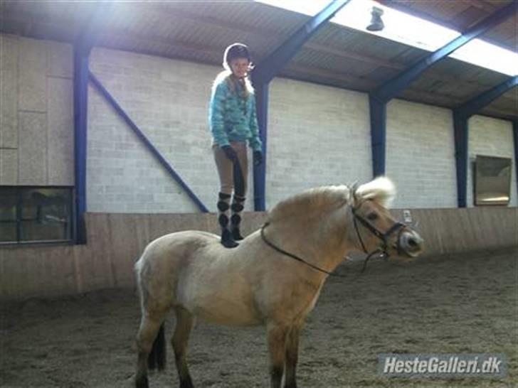 Fjordhest Obelix *SOLGT* - Et billed B har lavet af den skønne! billede 16