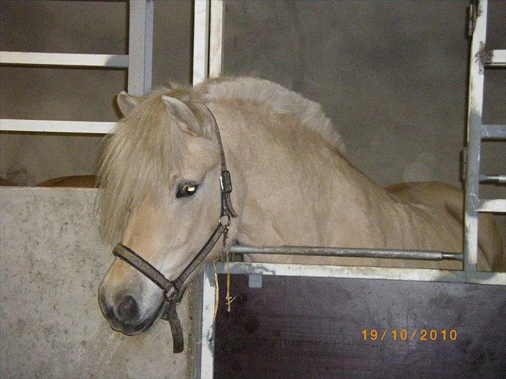 Anden særlig race Mulle   - Vinteren 10-11 .. -Mulle i sin boks. billede 6