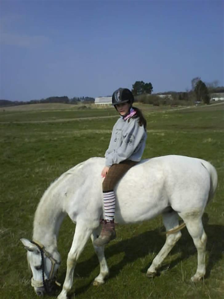 Arabisk fuldblod (OX) Progres - miliytary stævne!!!! billede 11