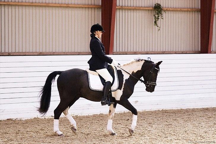 Pinto Pelé (Torriggårdens Pelè) - Min Soulmate <3 - Vores debut i heste-klasse d. 9/4-2011 <3 billede 9