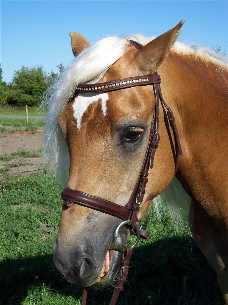 Haflinger Amadeos AVLHINGST billede 11