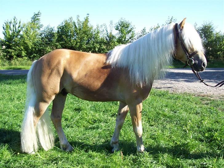 Haflinger Amadeos AVLHINGST billede 12