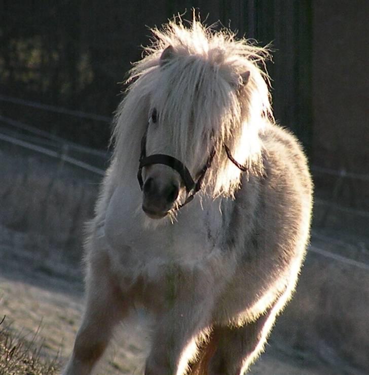 Miniature Golden samson  billede 1