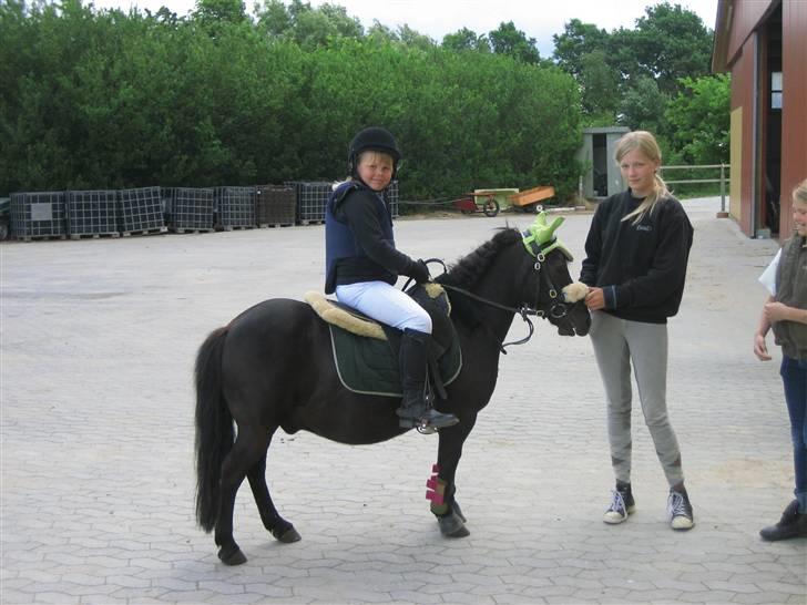 Shetlænder Lillevang´s Buller - bulller & sofie billede 9