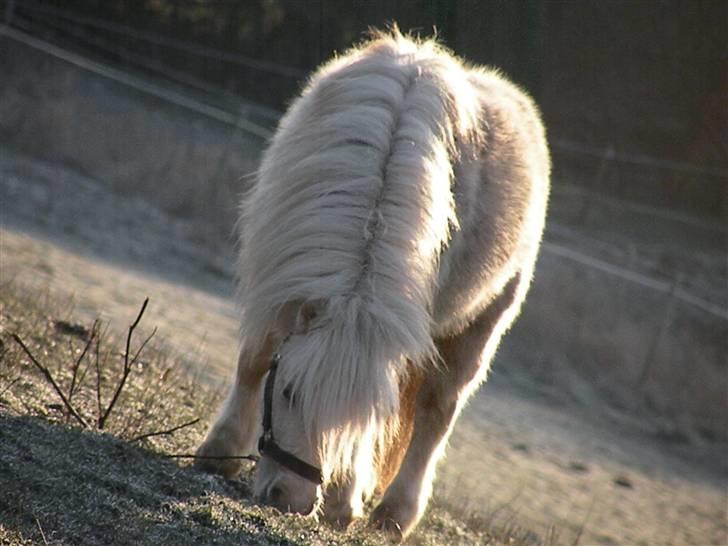 Miniature Golden samson  billede 4