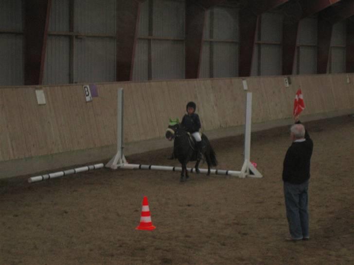 Shetlænder Lillevang´s Buller - spring bom-klasse billede 10