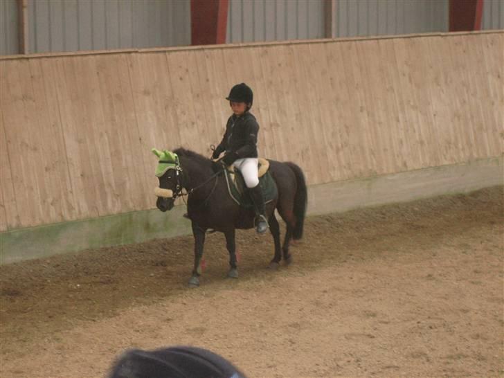 Shetlænder Lillevang´s Buller - buller og sofie! billede 11