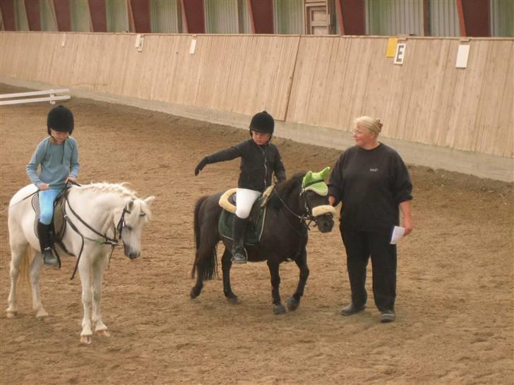 Shetlænder Lillevang´s Buller - super! billede 12
