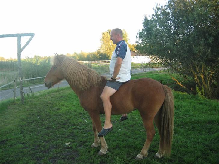 Islænder Rós fra Sauðanesi - peter på Rós, uden saddel på min vild hest .haha store sager. :b . Foto: Josephine Rohde(mig)  billede 2