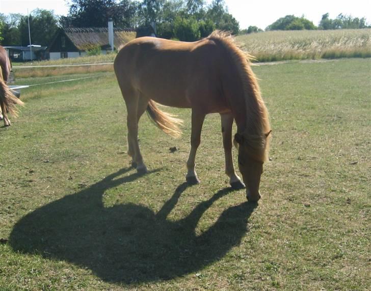 Islænder Rós fra Sauðanesi - ej, hvor sejt.. min egen skygge .. Foto: JRo (mig) billede 3