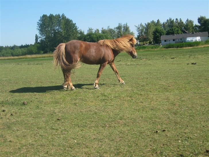 Islænder Vissa fra Þúfú / Solgt:'( - meget ´smuk´ skridt vissa ? billede 9