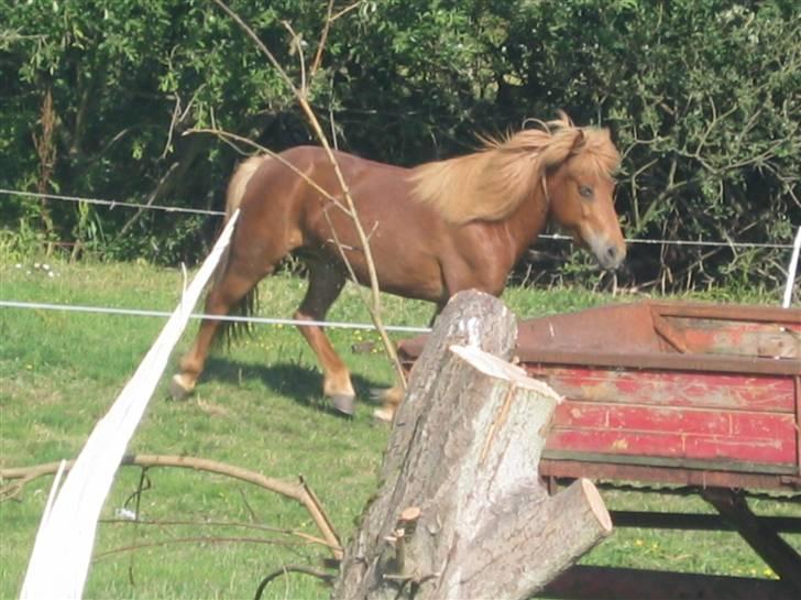 Islænder Vissa fra Þúfú / Solgt:'( - smuk trav..  billede 10