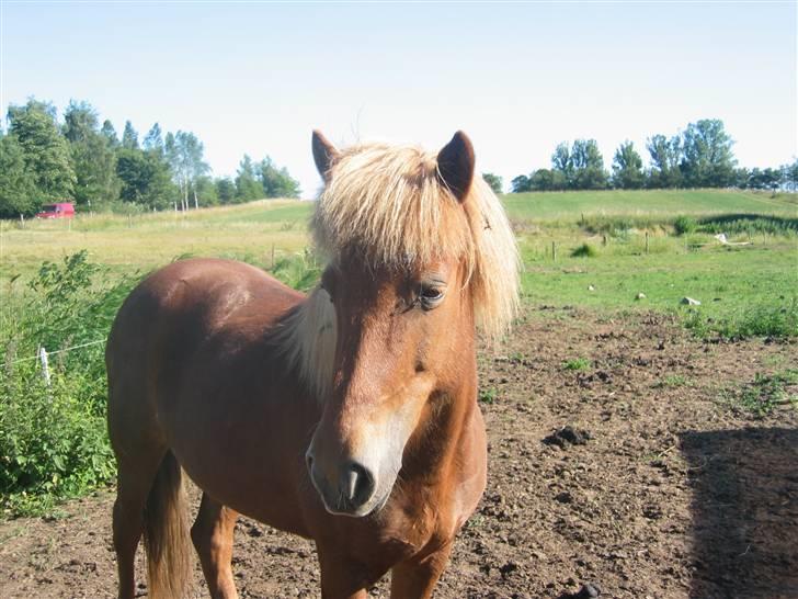 Islænder Vissa fra Þúfú / Solgt:'( - nürh, vissa ,du er så sød..  billede 11