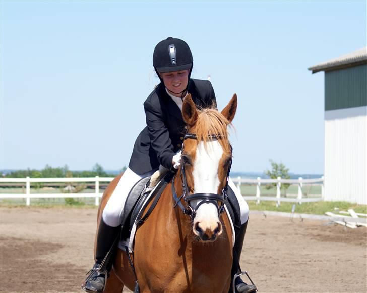 Anglo Araber (AA) Lille Daugårds Hekla <33 - Foto : Stine Christiansen : LB1 klubmesterskab billede 5