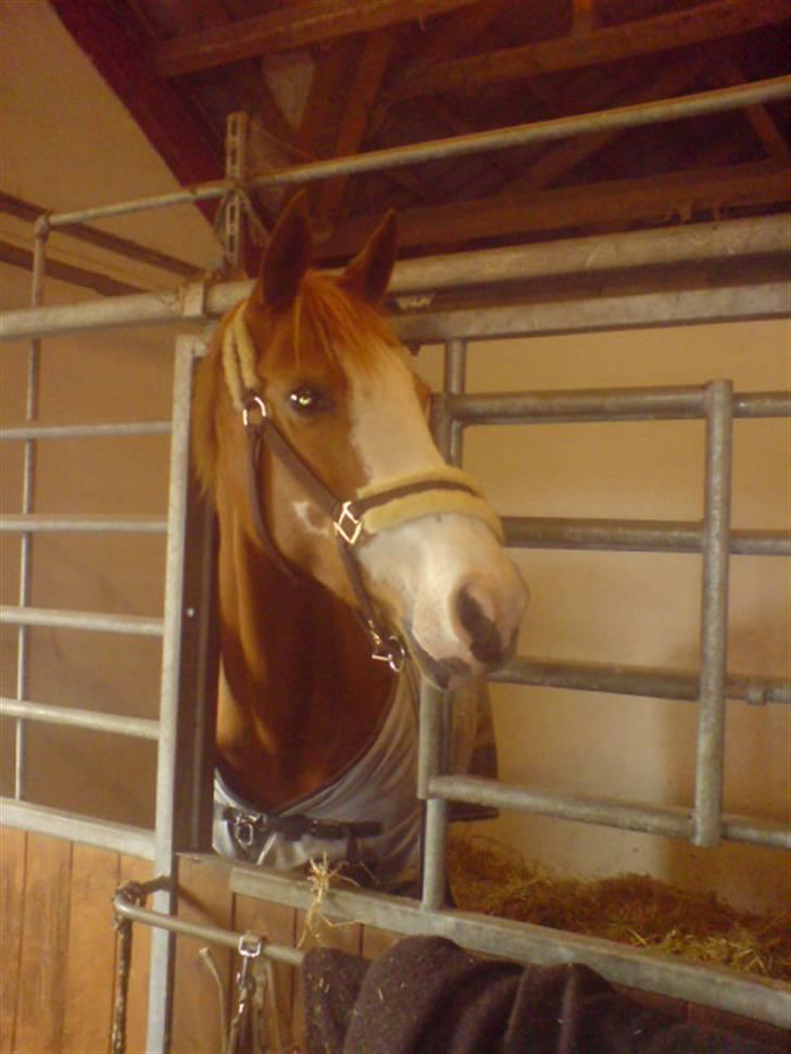 Anglo Araber (AA) Lille Daugårds Hekla <33 billede 6