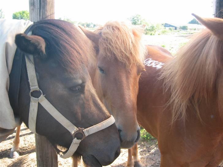 Islænder Àfram fra Birk huse - Áfram og Rós .. billede 9