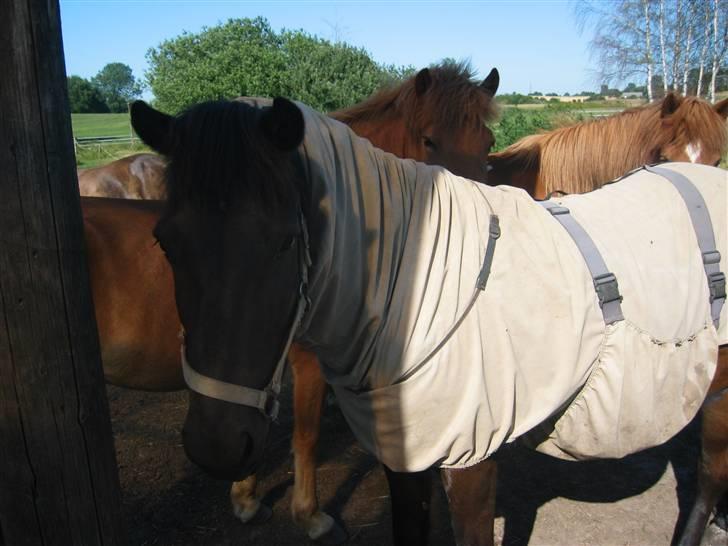 Islænder Àfram fra Birk huse - Áfram og alle tøserne.. hehe  billede 10