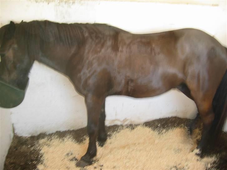 Islænder Àfram fra Birk huse - hva´ så? muskelbundt .. billede 11