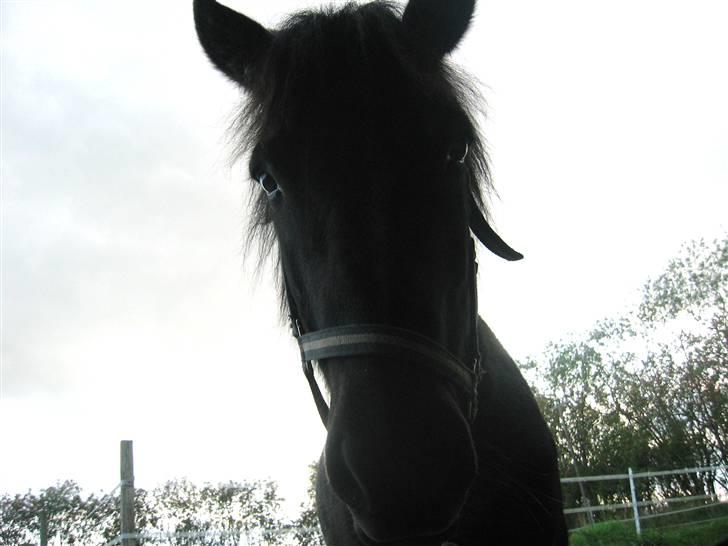 Islænder Àfram fra Birk huse -  bøøh !  billede 12