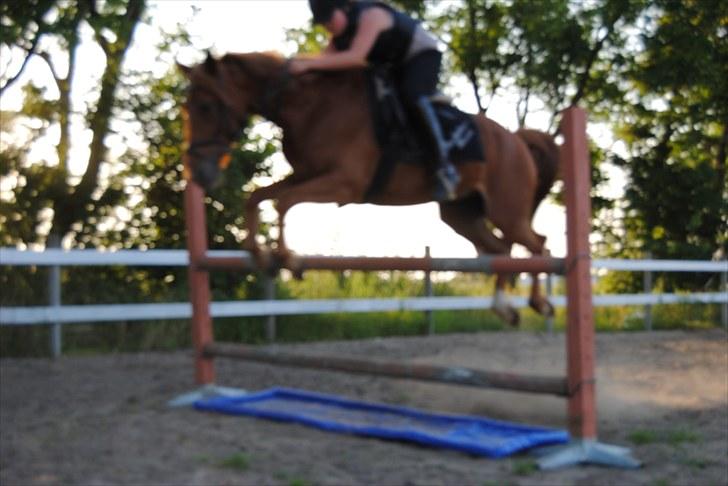 Anden særlig race Rosholmen's Kasmir - Kasmir springer i juli 2010. På billedet springer han 1 meter, og ligger godt over! billede 4