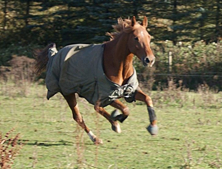 Anden særlig race Rosholmen's Kasmir - Kasmir styrter rundt på folden sammen med de andre :-) billede 7