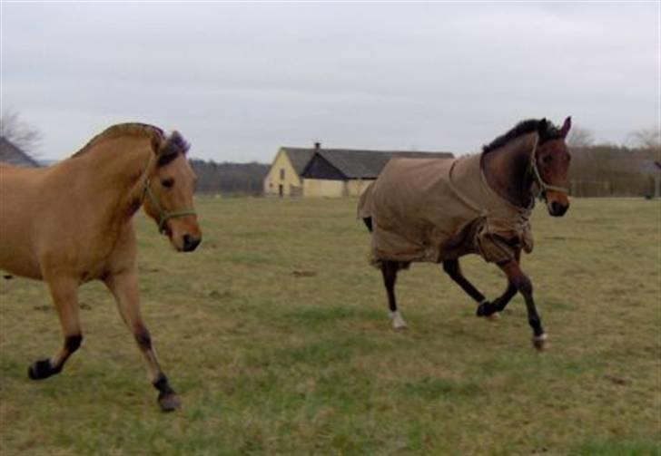 Traver Fasten Seat Belt  R.I.P. billede 10