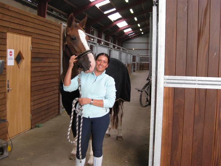 Hollandsk Varmblod Zunita billede 4