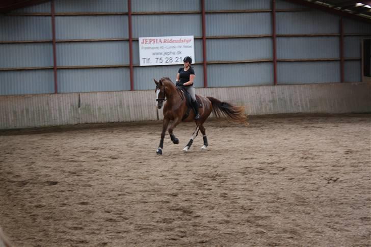 Hollandsk Varmblod Zunita billede 5