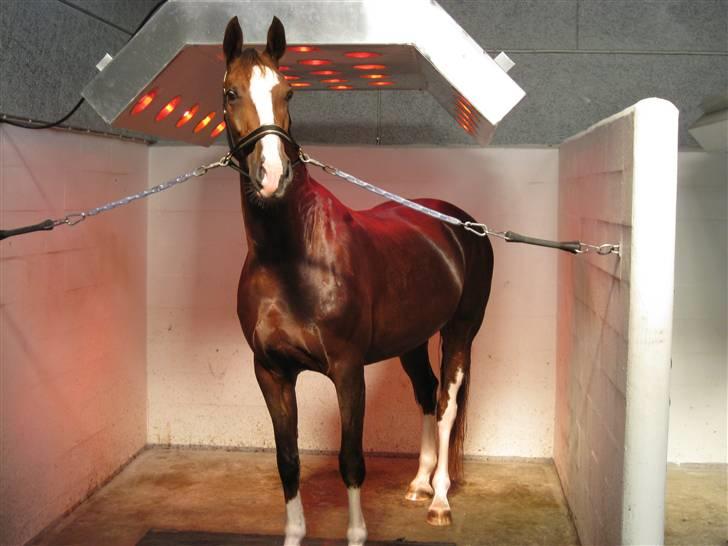 Hollandsk Varmblod Zunita billede 6