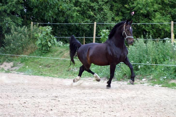 Oldenborg Cash af Egense *solgt* - tb-foto billede 2