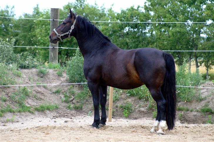 Oldenborg Cash af Egense *solgt* - tb-foto billede 3