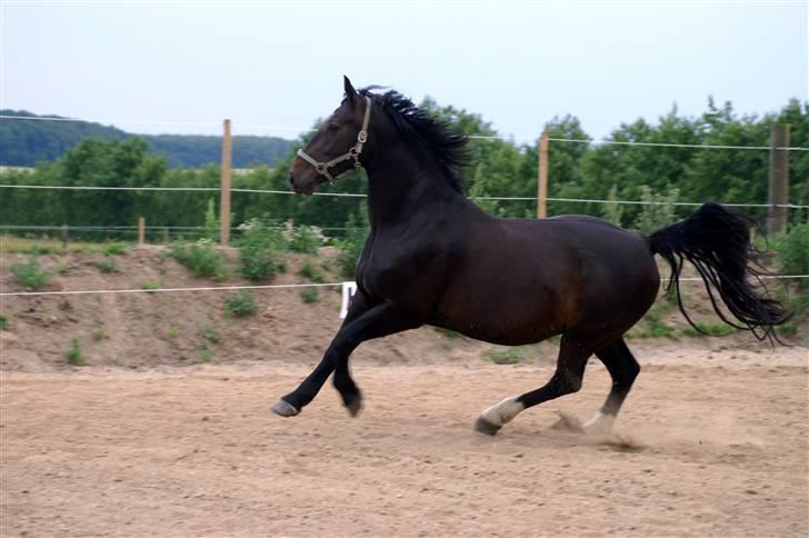 Oldenborg Cash af Egense *solgt* - tb-foto billede 4