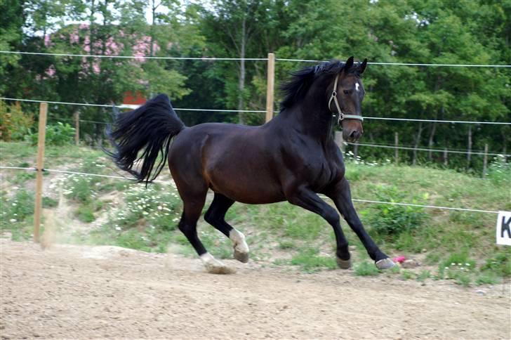 Oldenborg Cash af Egense *solgt* - tb-foto billede 5