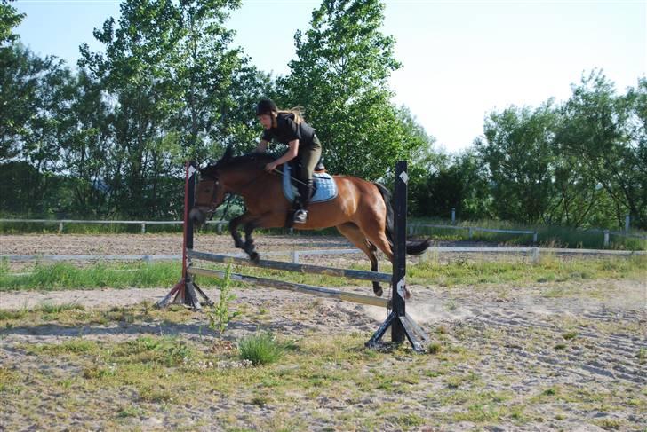 New Forest Bianca <3 - Til træning på  MHSR:D     billede 12