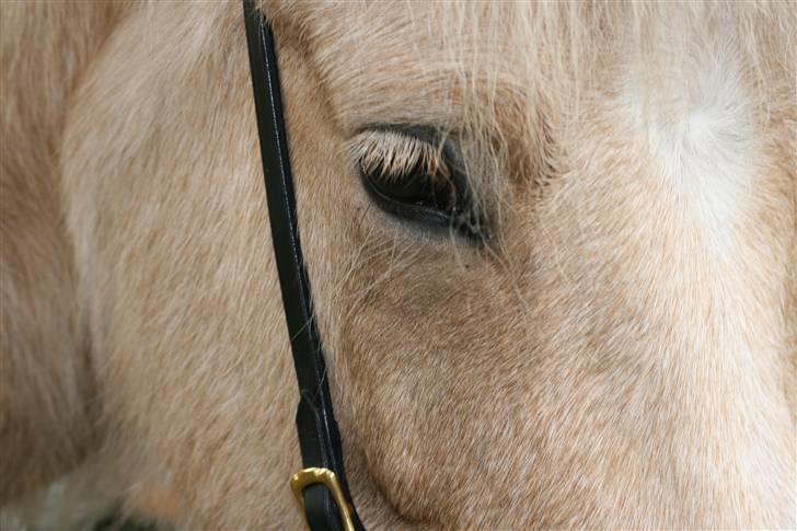 Islænder Dögg Fra Toftemosen - Döggs øjne er de mest fantastiske, elsker den hest <3 Foto: Mig selv  billede 14